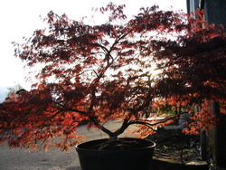 Acer palmatum dissectum 'Inaba shidare' — photo 3